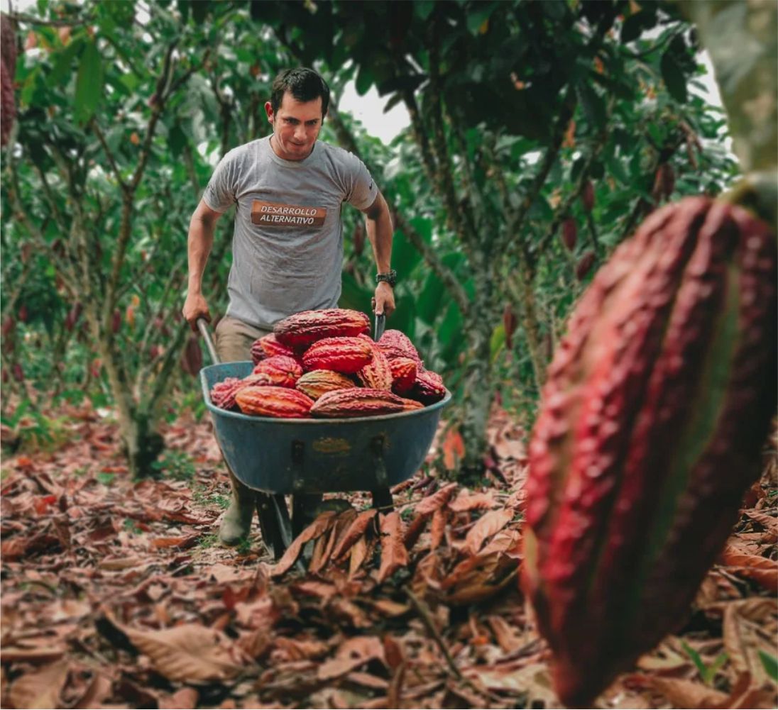 Cacao 1